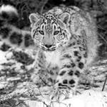 leopardo